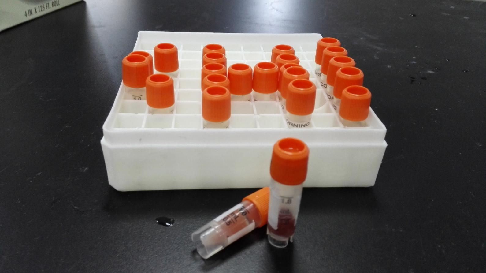 微粒體定制系列（八）——豚鼠肝微粒體（Guinea pig liver microsomes）