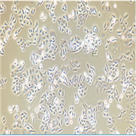 NCI-H1869人肺癌細(xì)胞
