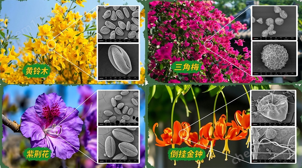 高分辨率儀器掃描電鏡