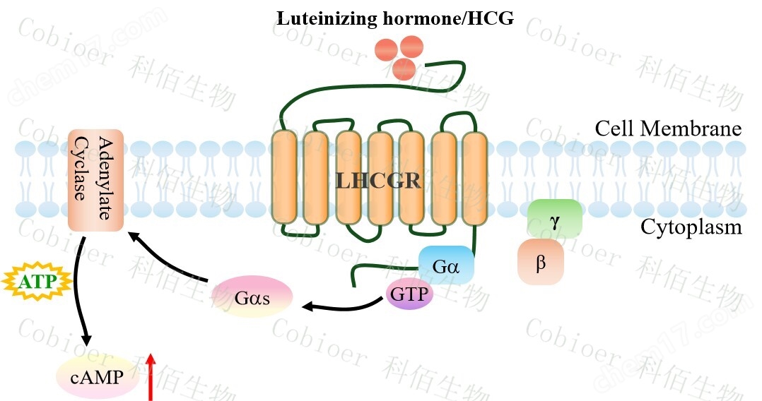 LHCGR CHO