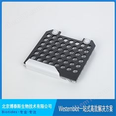 Biotides博泰斯 轉(zhuǎn)印夾