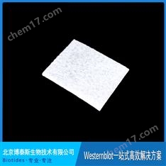 Biotides轉(zhuǎn)印海綿 白色