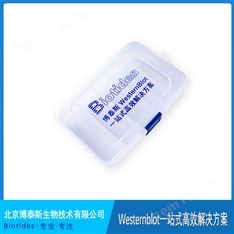 Biotides抗體孵育盒 大盒