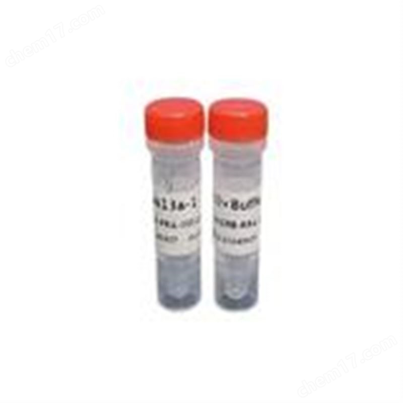 基因編輯酶 SrSpCas9-NLS蛋白酶