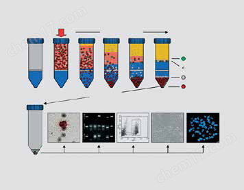 循環(huán)腫瘤細胞分離管