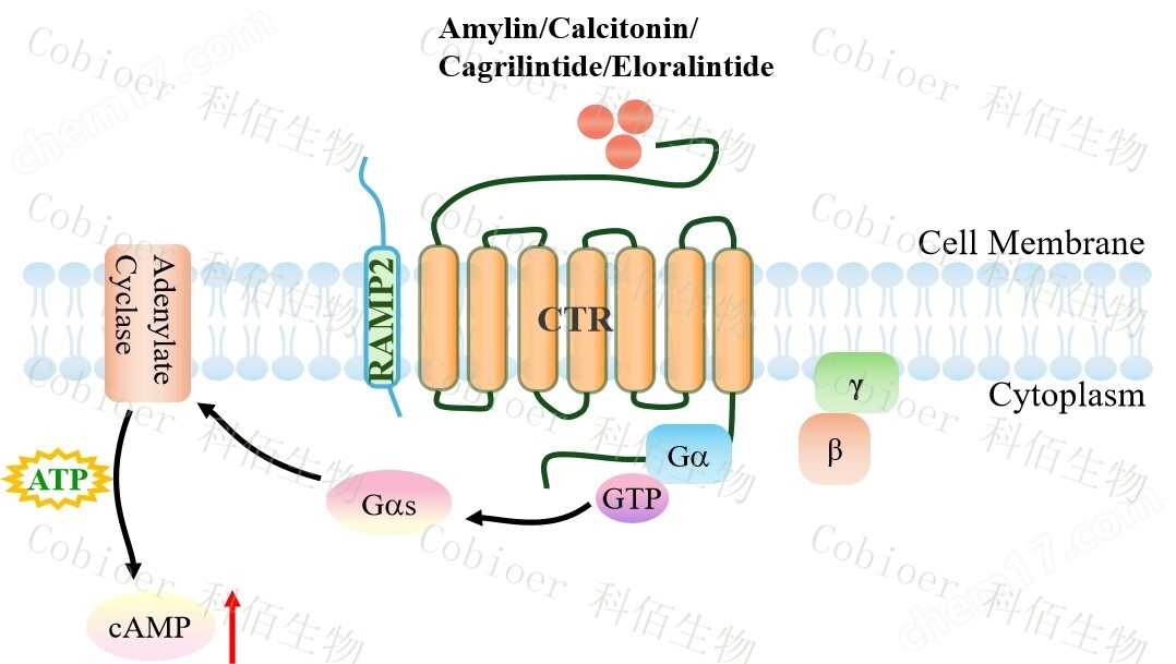 原理-71588.jpg CTR&RAMP2 UM-UC-3