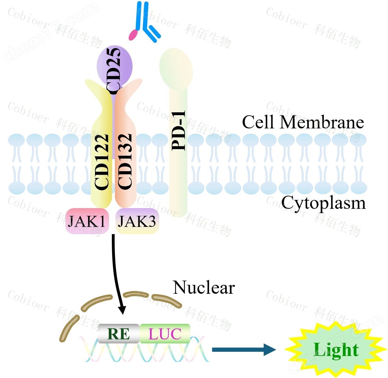 PD-1 IL2/IL15(hCD25/hCD122/hCD132) Effector Reporter Cell
