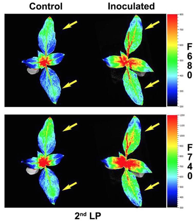 模块式植物表型成像分析系统