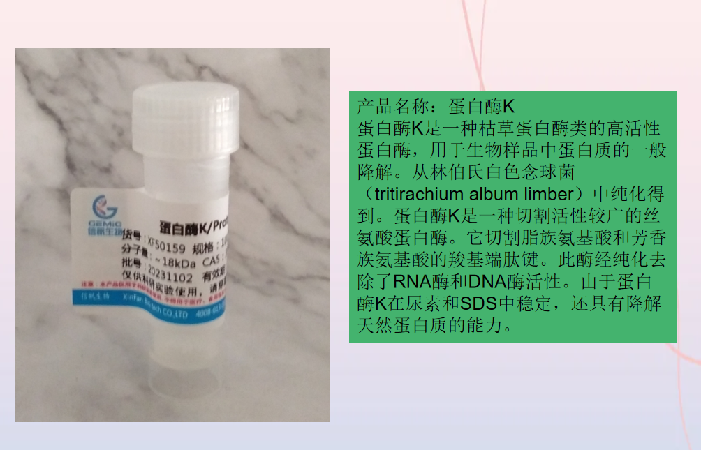 蛋白酶K的作用與功能
