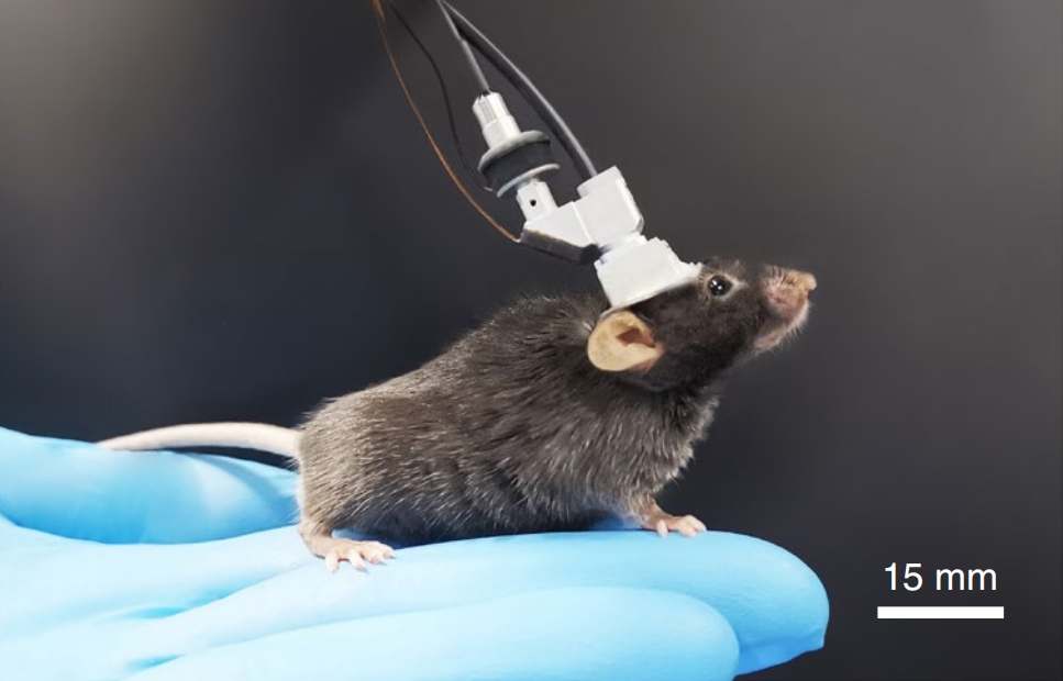 腦科學&ldquo;彩色視界&rdquo;：北大團隊成功研制多色微型化雙光子顯微鏡