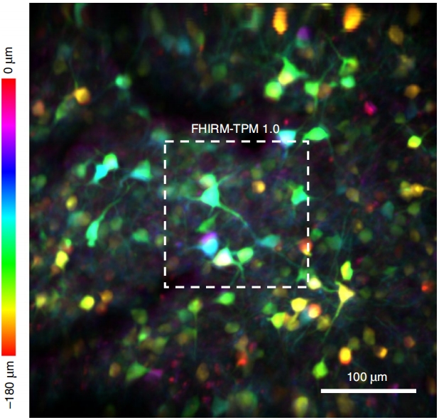 腦科學&ldquo;彩色視界&rdquo;：北大團隊成功研制多色微型化雙光子顯微鏡