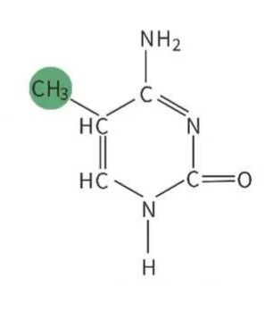表观遗传学的分类
