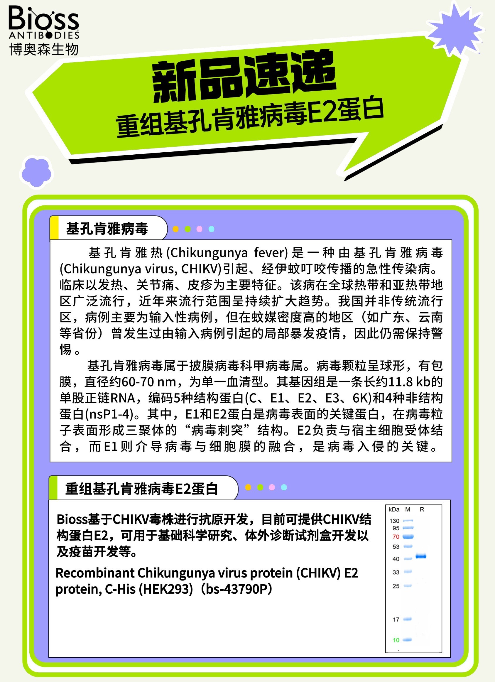 基孔肯雅病毒蛋白1 v1.jpg