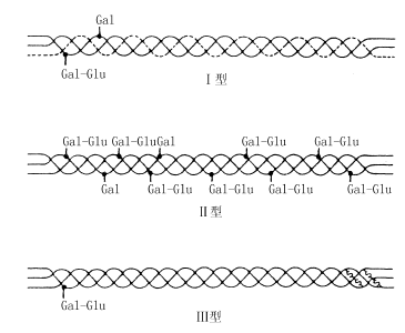 3 種間質型膠原蛋白的簡圖.png 3 種間質型膠原蛋白的簡圖.png