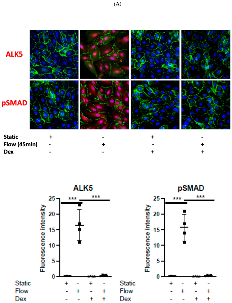 急性剪切应力在静脉内皮细胞和人大隐静脉中诱导TWIST介导的内皮间充质转化