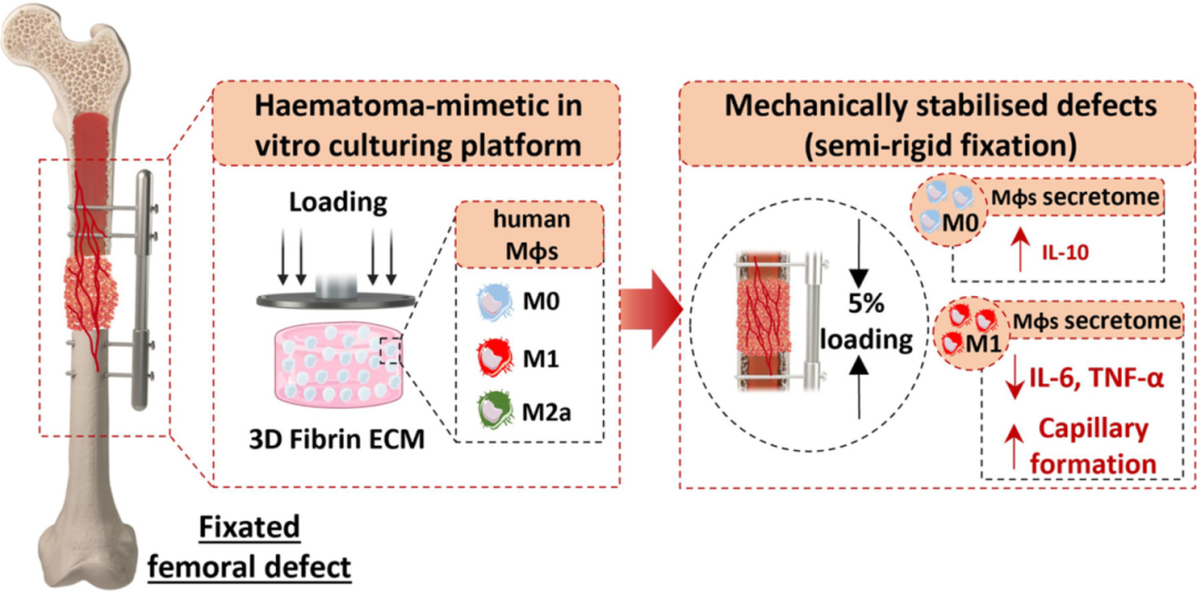 巨噬细胞的机械免疫调节通过调节血管生成和成骨作用影响骨折愈合的再生环境