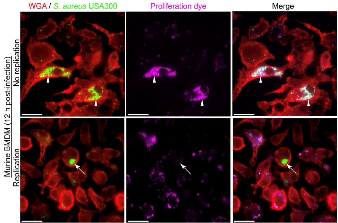 凝集素應用手冊2.png 凝集素應用手冊2.png
