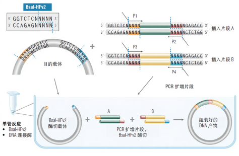 NEB無縫(feng)克隆 --同(tong)源(yuan)重(zhong)組(zu)Gibson組(zu)裝、Golden Gate 組(zu)裝