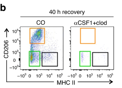 睾丸巨噬细胞Clodronate Liposomes氯膦酸盐脂质体清除文献参考解决方案