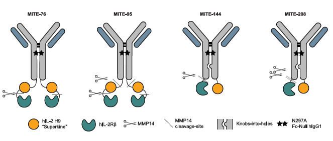 《Cell》：TREM2+腫瘤相關(guān)巨噬細(xì)胞（TAM）靶向免疫細(xì)胞因子利用髓系細(xì)胞、T細(xì)胞和NK細(xì)胞的協(xié)同作用進(jìn)行癌癥免疫治療