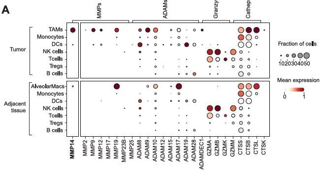 《Cell》：TREM2+腫瘤相關(guān)巨噬細(xì)胞（TAM）靶向免疫細(xì)胞因子利用髓系細(xì)胞、T細(xì)胞和NK細(xì)胞的協(xié)同作用進(jìn)行癌癥免疫治療
