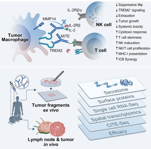 《Cell》：TREM2+腫瘤相關(guān)巨噬細(xì)胞（TAM）靶向免疫細(xì)胞因子利用髓系細(xì)胞、T細(xì)胞和NK細(xì)胞的協(xié)同作用進(jìn)行癌癥免疫治療