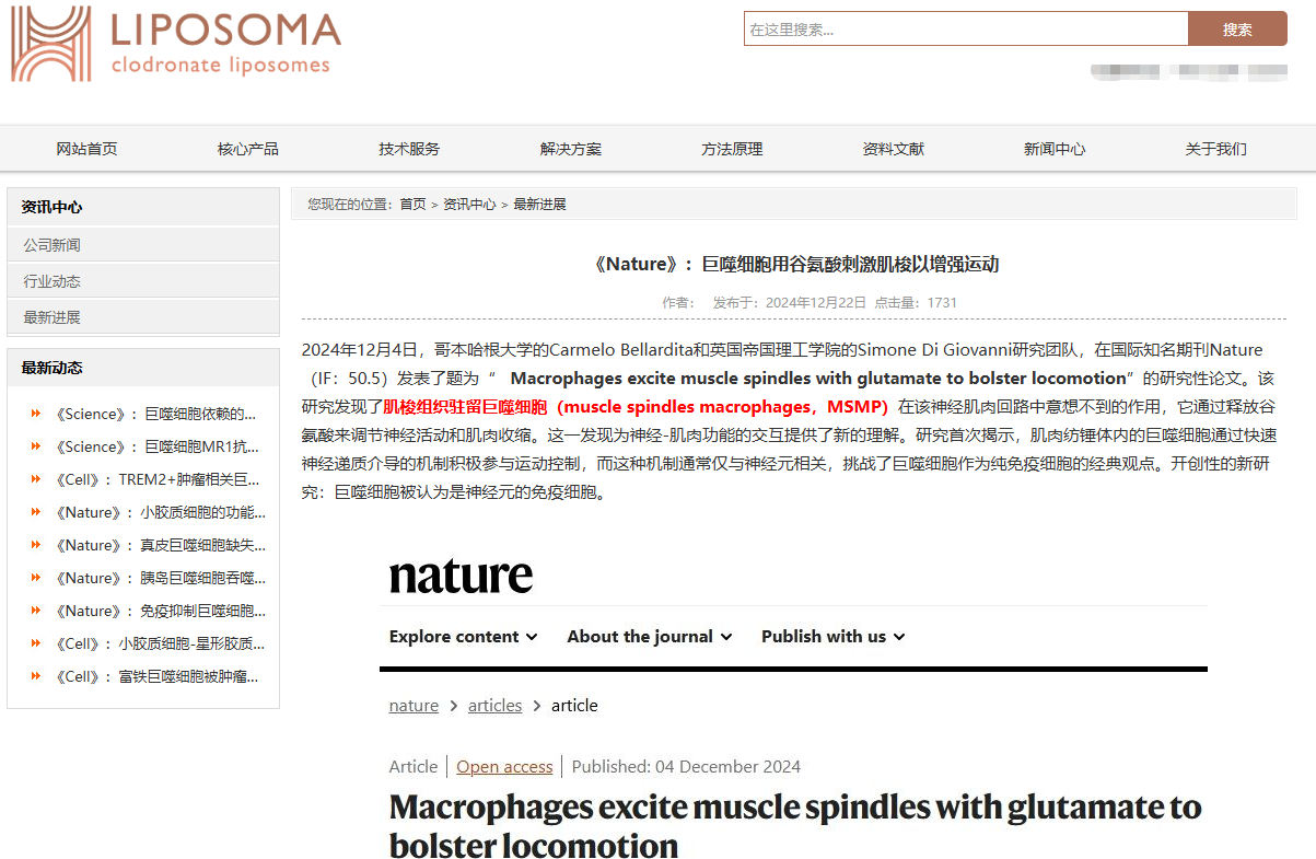 巨噬细胞清除小鼠模型构建