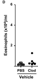氣管給藥Clodronate liposomes會清除中性粒細胞嗎？