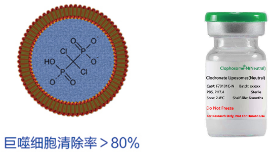 Clodronate Liposomes巨噬細胞清除脂質體選購指南
