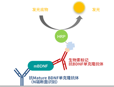 高靈敏度Mature BDNF ELISA試劑盒