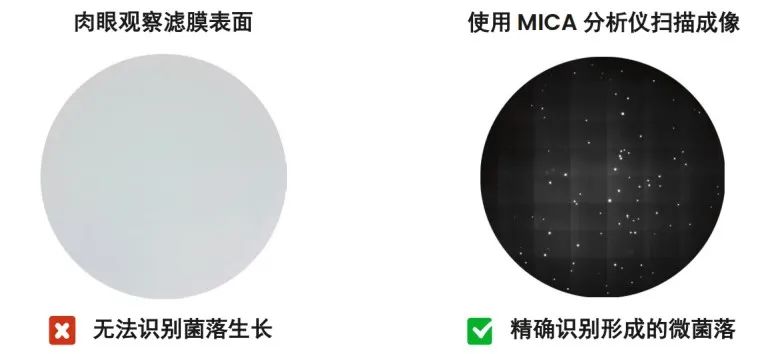 铜绿假单胞菌检测微菌落计数系统