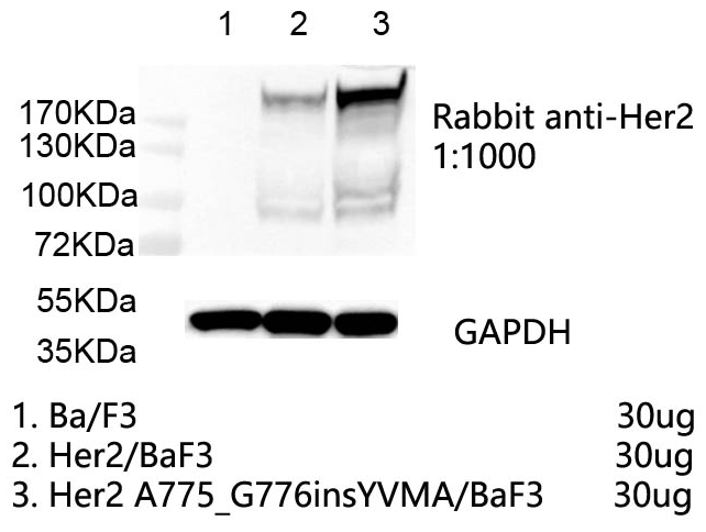 Her2 A775_G776insYVMA/BaF3