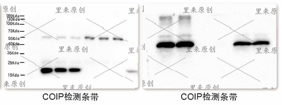 IP 蛋白提取与富集